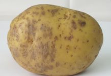 Зразок картоплі читачки