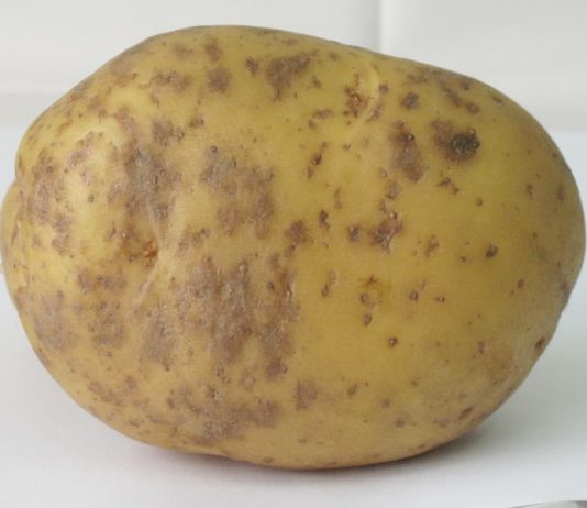 Зразок картоплі читачки