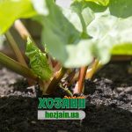 Ревень: польза, рецепты Ревінь: користь, рецепти / Ревень: польза, рецепты