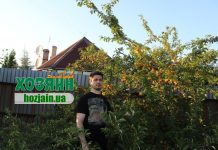 Денис Терентьев с урожаем алычи, выращенной без применения химикатов.
