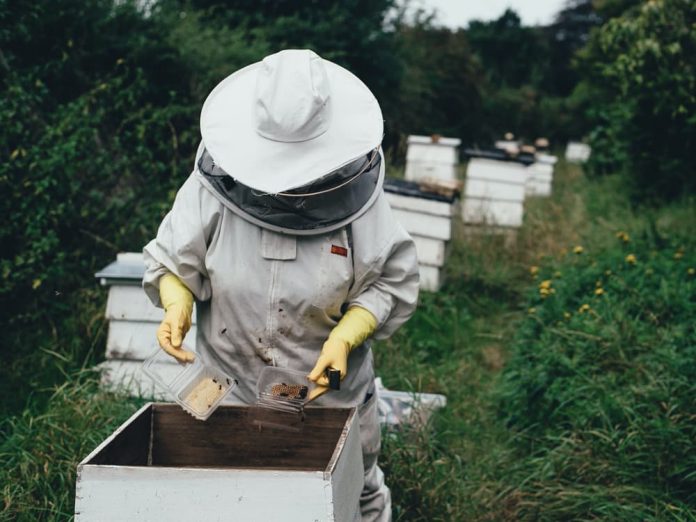 Огляд бджолиної сім’ї з дотриманням правил пасічникування.