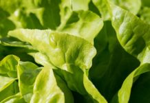 Как выращивать салат, чтобы он был вкусным?