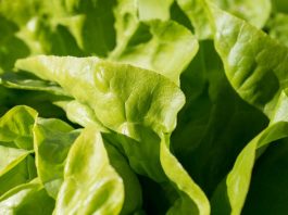 Как выращивать салат, чтобы он был вкусным?