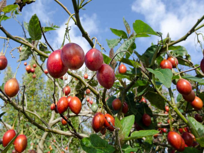 Цифомандра - помидорное дерево