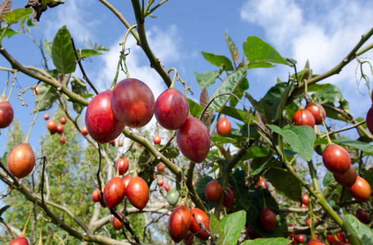 Цифомандра - помидорное дерево