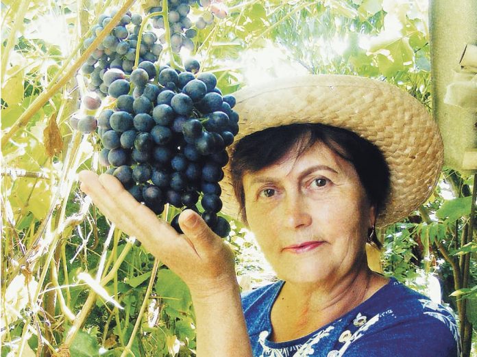 Жена Татьяна с гроздью винограда Блубел весом 550 г.