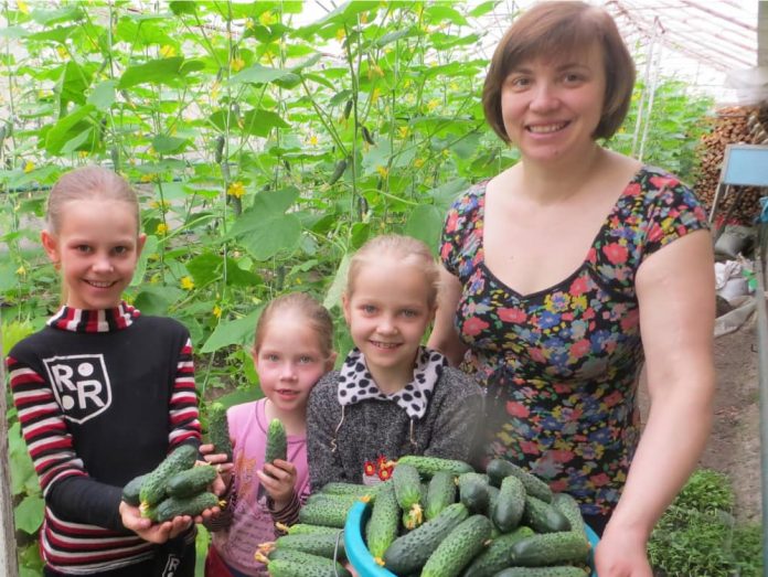 Урожай тепличных огурцов и семья Андрей Марченко