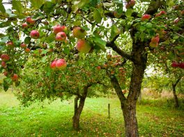 Обустраиваем яблоневый сад