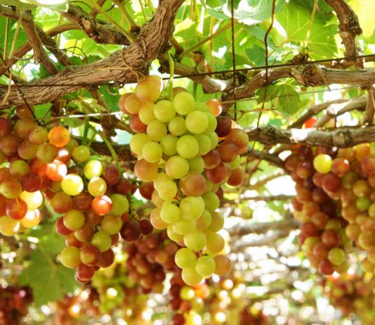 Сорта винограда, с которыми легко