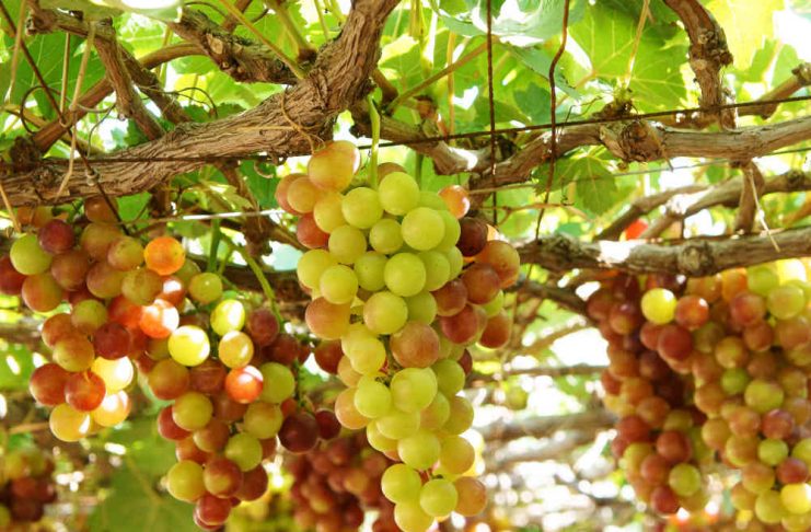 Сорта винограда, с которыми легко