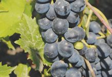 Виноград - это благодарное растение