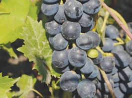 Виноград - это благодарное растение
