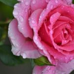 Роза: королева сада
в капельках утренней росы Роза: королева сада
в капельках утренней росы