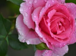 Роза: королева сада  в капельках утренней росы