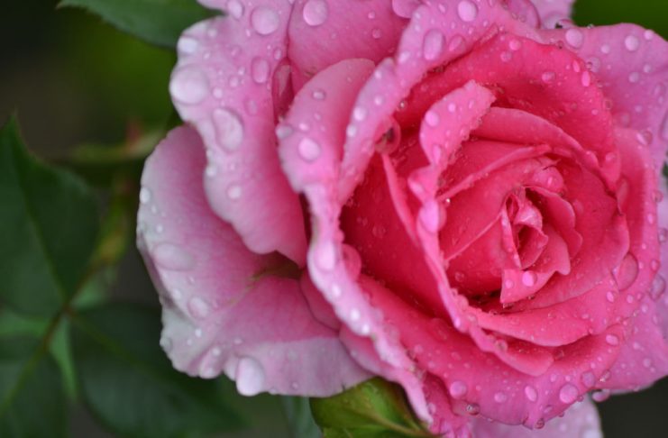 Роза: королева сада  в капельках утренней росы