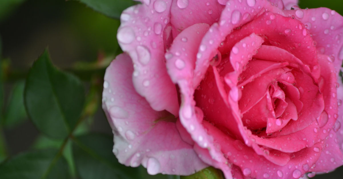 Що таке щеплені троянди та Кореневласні?