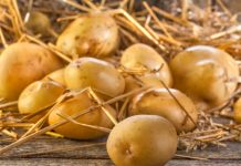 Щедрий урожай картоплі під соломою