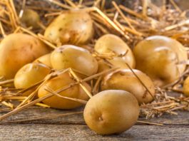 Щедрий урожай картоплі під соломою