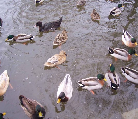Водоплавні птахи у зарибленій водоймі