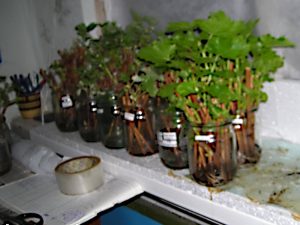 Выращивание одноглазковых зеленых вегетирующих саженцев по природной технологии