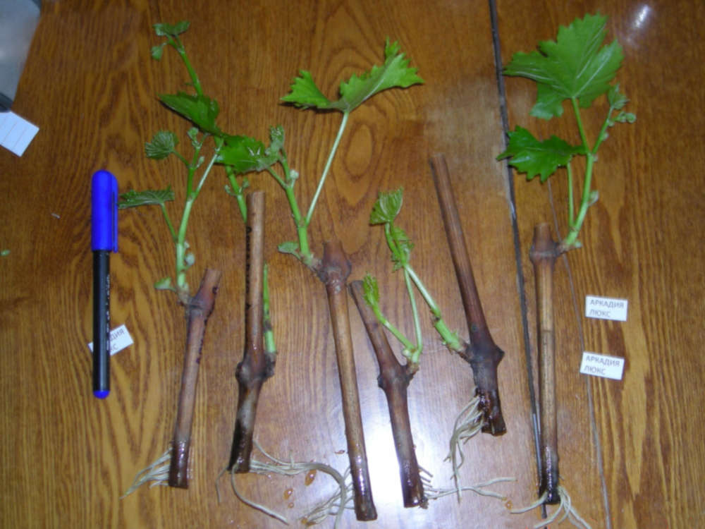 Выращивание одноглазковых зеленых вегетирующих саженцев по природной технологии