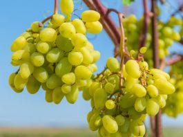 Плодоносность  виноградных кустов
