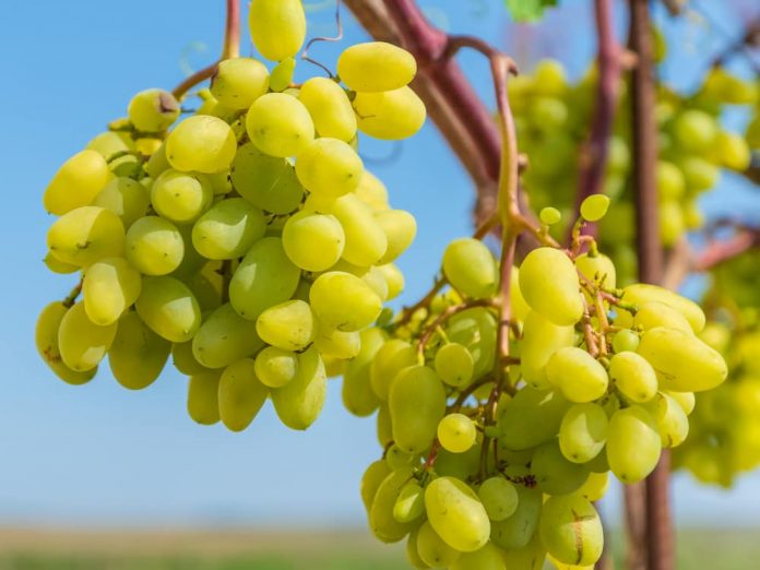 Плодоносность  виноградных кустов