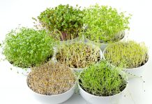 Микрозелень - новая мода  в овощеводстве