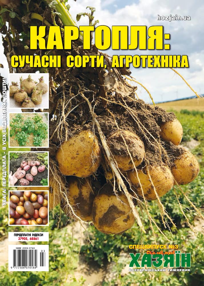 Картопля: сучасні сорти, агротехніка