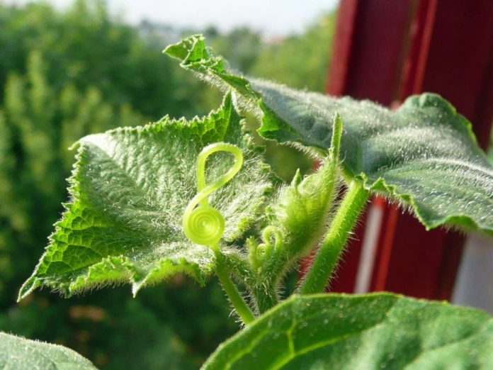 Секрети вирощування огірків