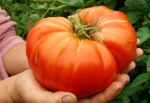 Как вырастить гигантские овощи?