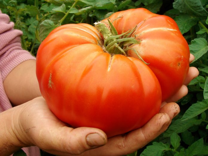Как вырастить гигантские овощи?