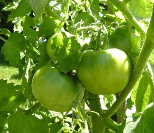 Обрывать ли листья у томатов?