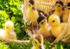Розведення качок - заняття захоплююче і прибуткове