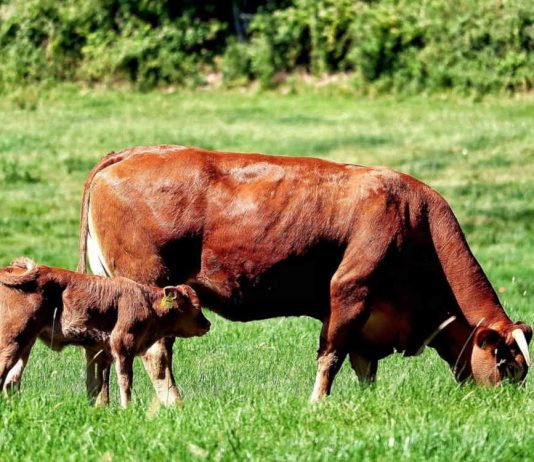 Пастбищная тетания у коровы