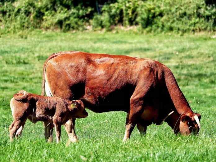 Пастбищная тетания у коровы