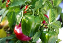 Сладкий перец: особенности выращивания