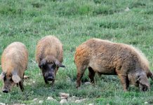 Травоядные свиньи: особенности разведения
