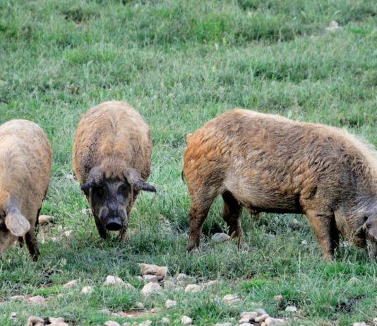 Травоядные свиньи: особенности разведения