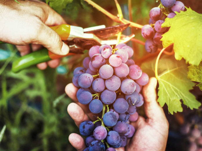 Работы на винограднике после сбора урожая