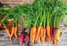 Теряю урожай моркови