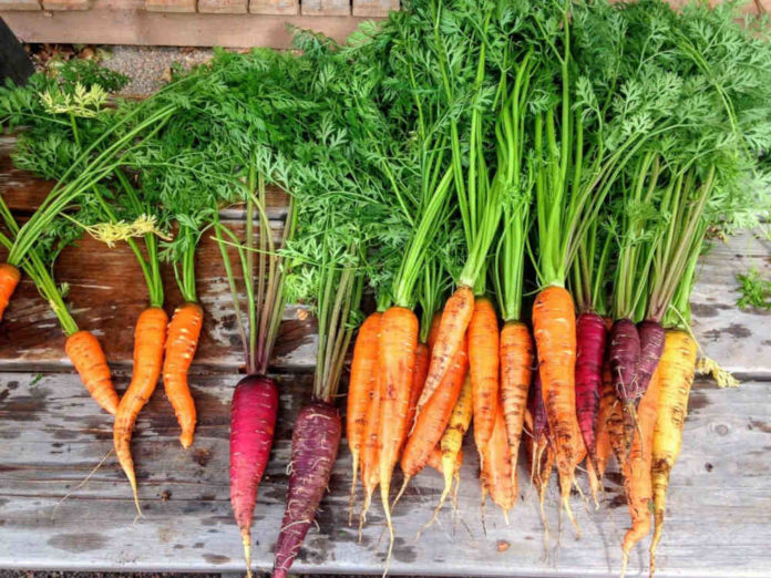 Теряю урожай моркови