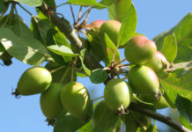 Декоративные яблони