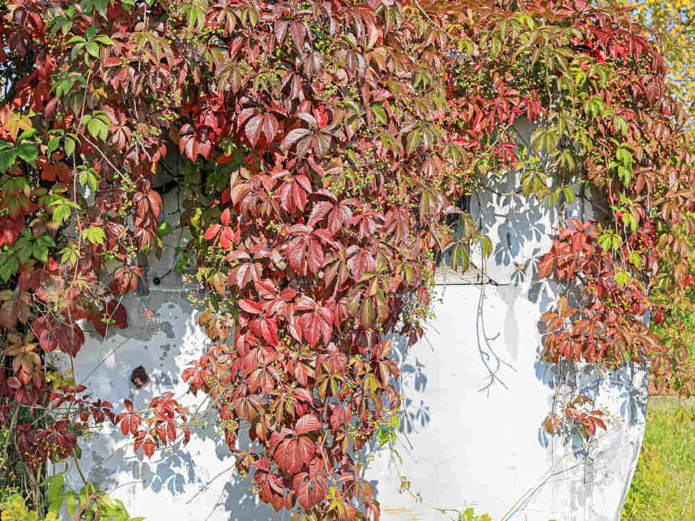 Девичий виноград фото на даче как цветет