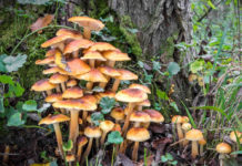 Редкие в культуре грибы