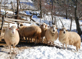 Вівці на зимовому раціоні