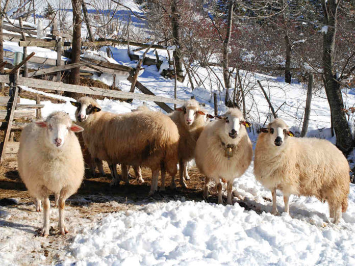 Вівці на зимовому раціоні