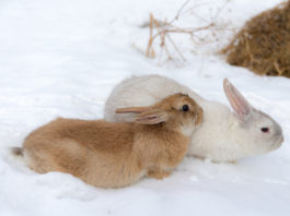 Содержание кроликов зимой