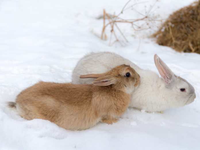 Содержание кроликов зимой