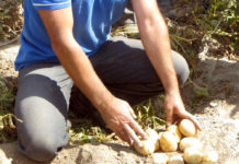 Какой сорт картофеля выбрать для любых условий выращивания